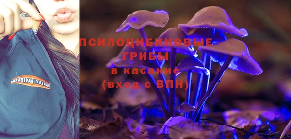 хмурый Аркадак