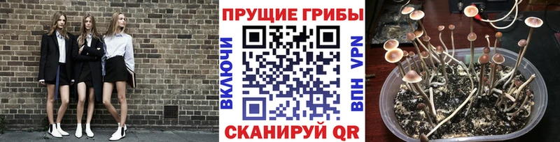 Галлюциногенные грибы прущие грибы Лесной